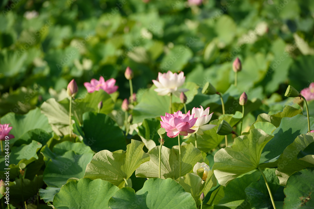 蓮の花 蓮の花