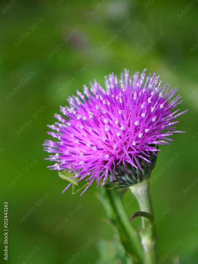 Closeup of thistle Closeup of thistle