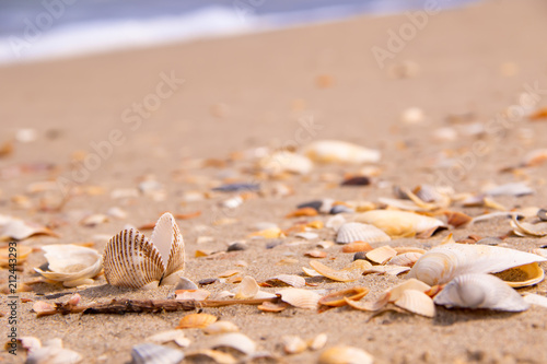 A beautiful shell in the middle of the sea coast tattered with beaten shells photo