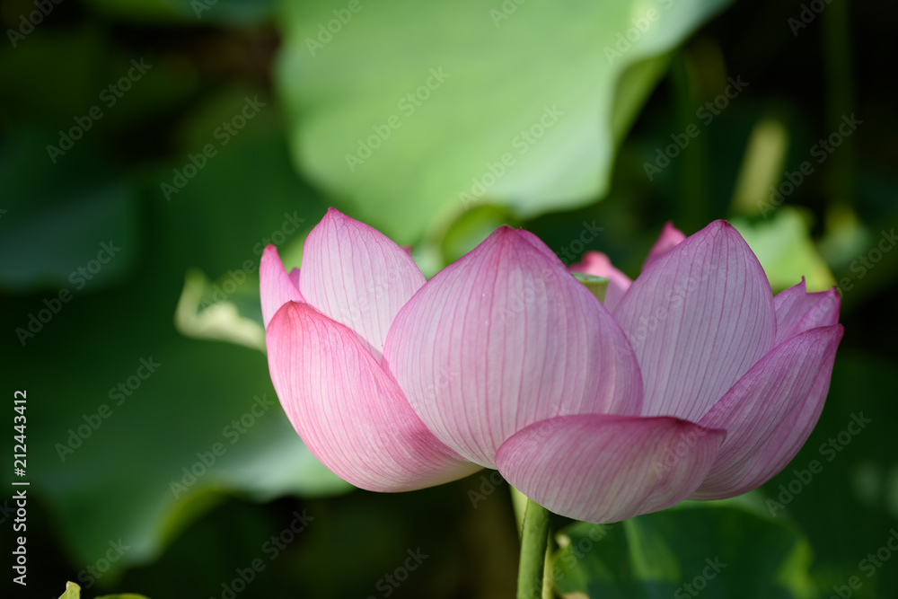 蓮の花 蓮の花