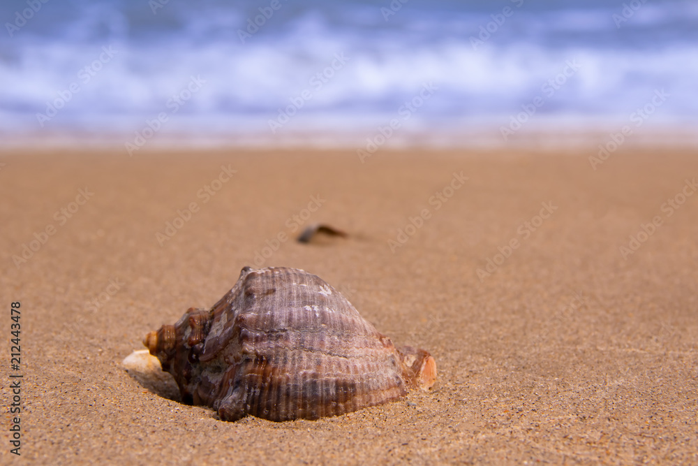The beautiful shell lies on the sea coast behind the waves The beautiful shell lies on the sea coast behind the waves