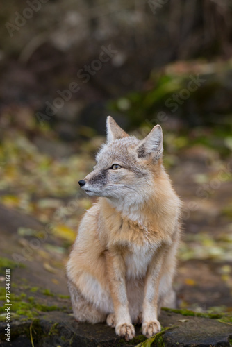 Korsak Fuchs im Wald © Berit Kessler
