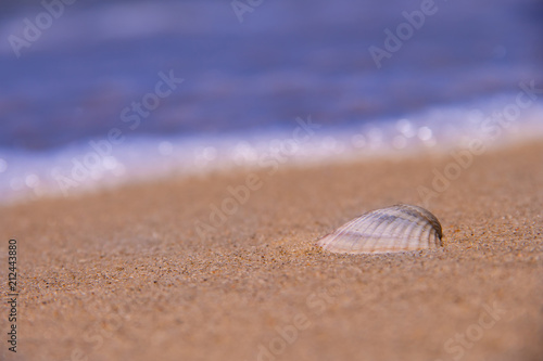 The shell is lying on the coast behind the waves and the sea