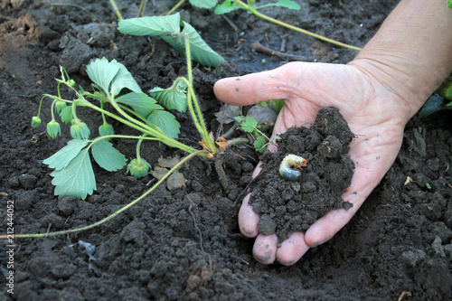 Larva of cockchafer beetle has eaten strawberry bush.
