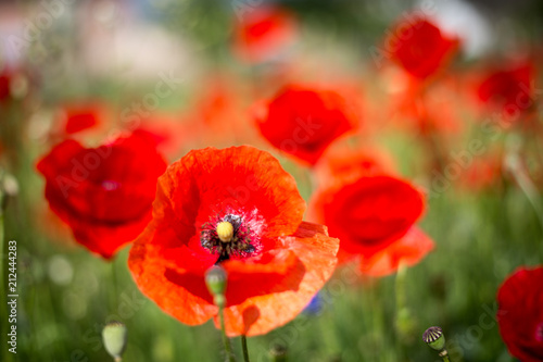 Fototapeta Naklejka Na Ścianę i Meble -  Mohnblumen