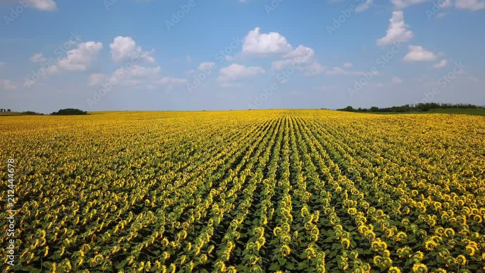 Beautiful drone shot of a sunflower field with blue sky Beautiful drone shot of a sunflower field with blue sky