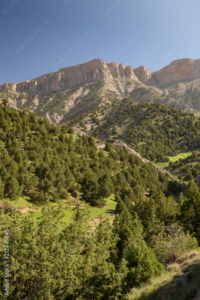 Obraz premium Juniperus Protected Area, Hezar Masjed Mountains, Khorasan, Iran