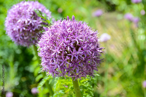 fleur mauve