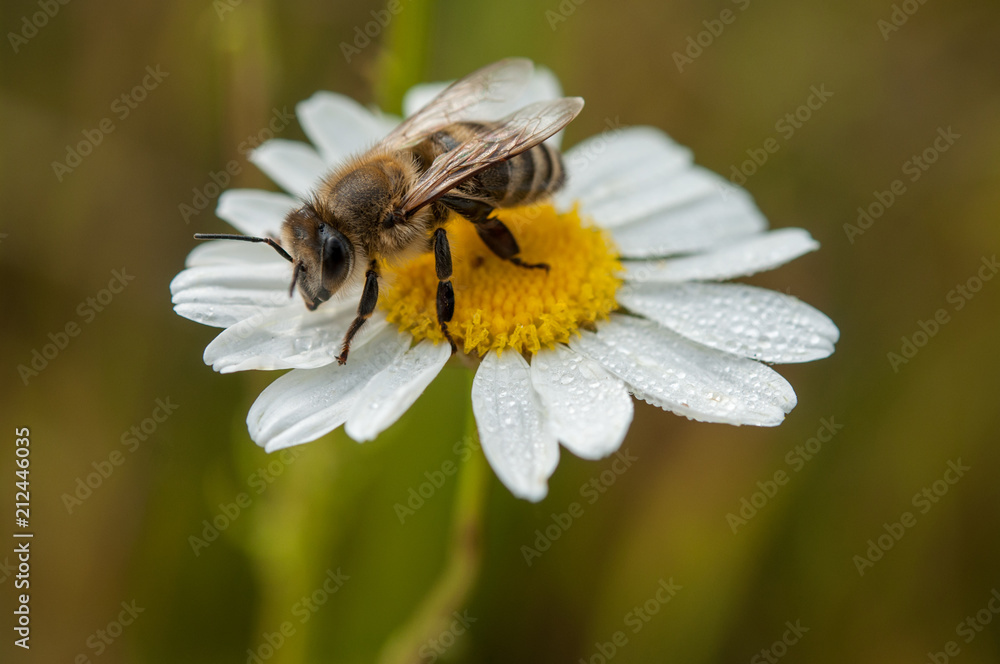 daisy flower and bee daisy flower and bee