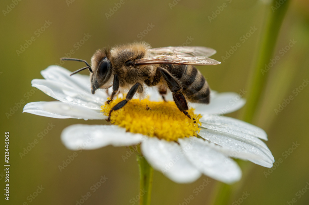daisy flower and bee daisy flower and bee