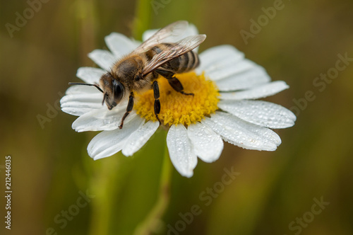 daisy flower and bee