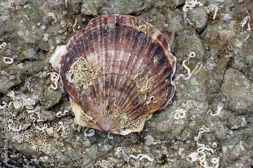 seashell on a stone