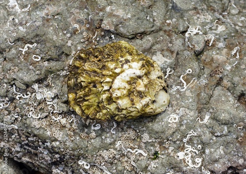 seashell on a stone