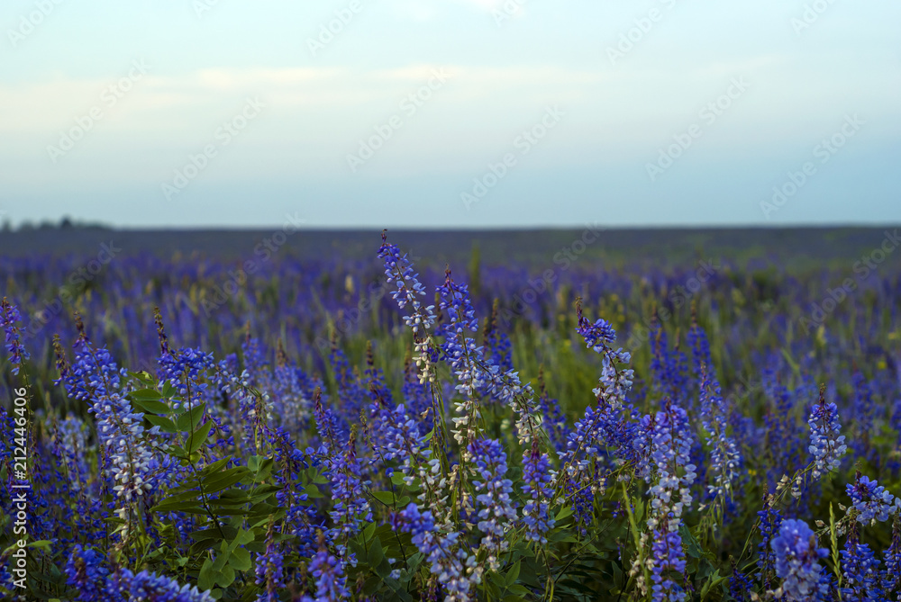 Fototapeta premium background - field with purple alfalfa flowers