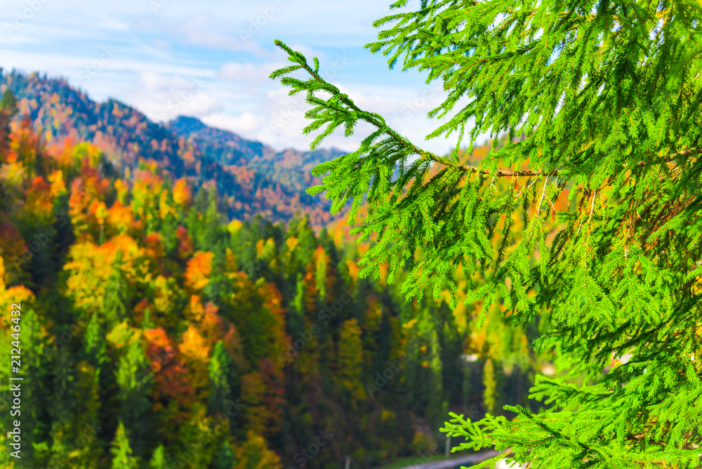 Fototapeta premium Autumn landscape