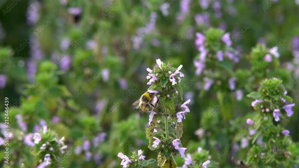 Bumblebee collects nectar from pink flowers, slow motion Bumblebee collects nectar from pink flowers, slow motion