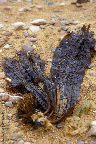 Sea cabbage (Laminaria) — the edible alga belonging to the class of brown seaweed