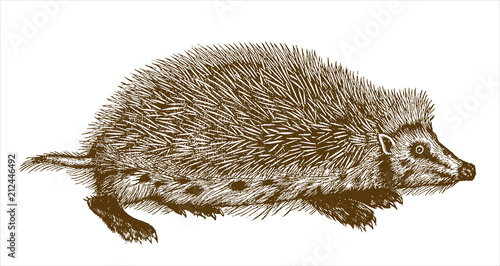 European hedgehog (erinaceus europaeus) in profile view. Illustration after a historical woodcut engraving from the 16th century