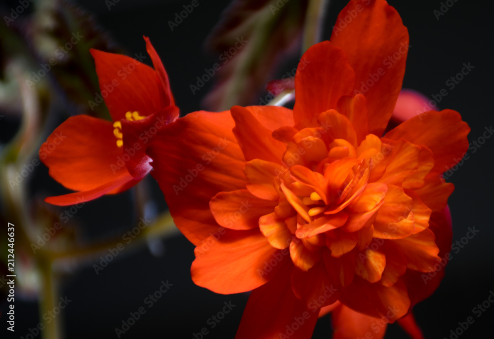 Obraz premium 夜空の美しい花