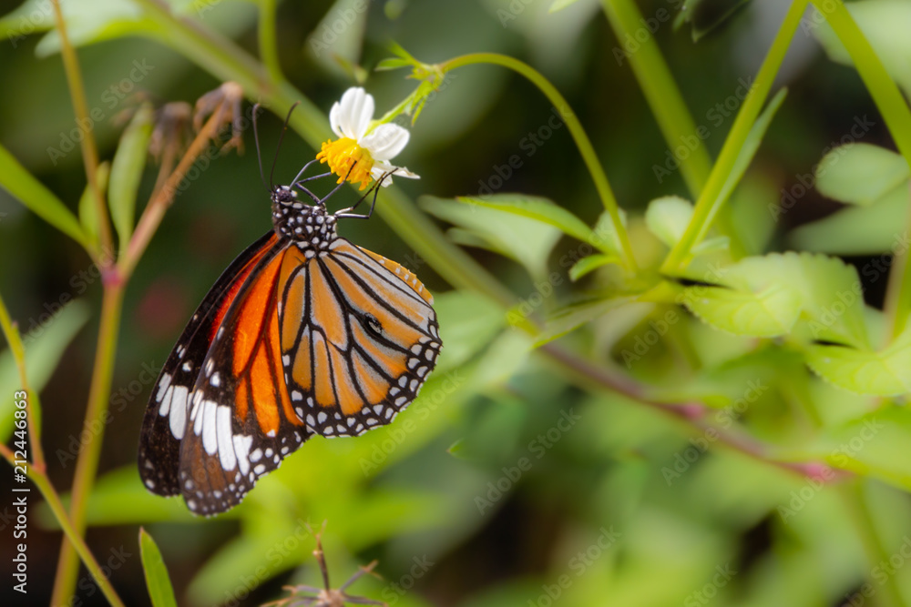 Fototapeta premium Close up common tiger butterfly on white daisy and blur green leaf
