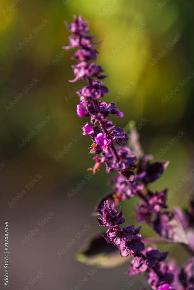 Fototapeta premium Garden flowers
