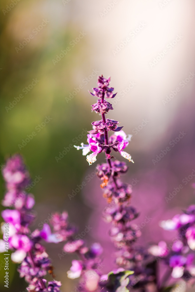 Fototapeta premium Garden flowers