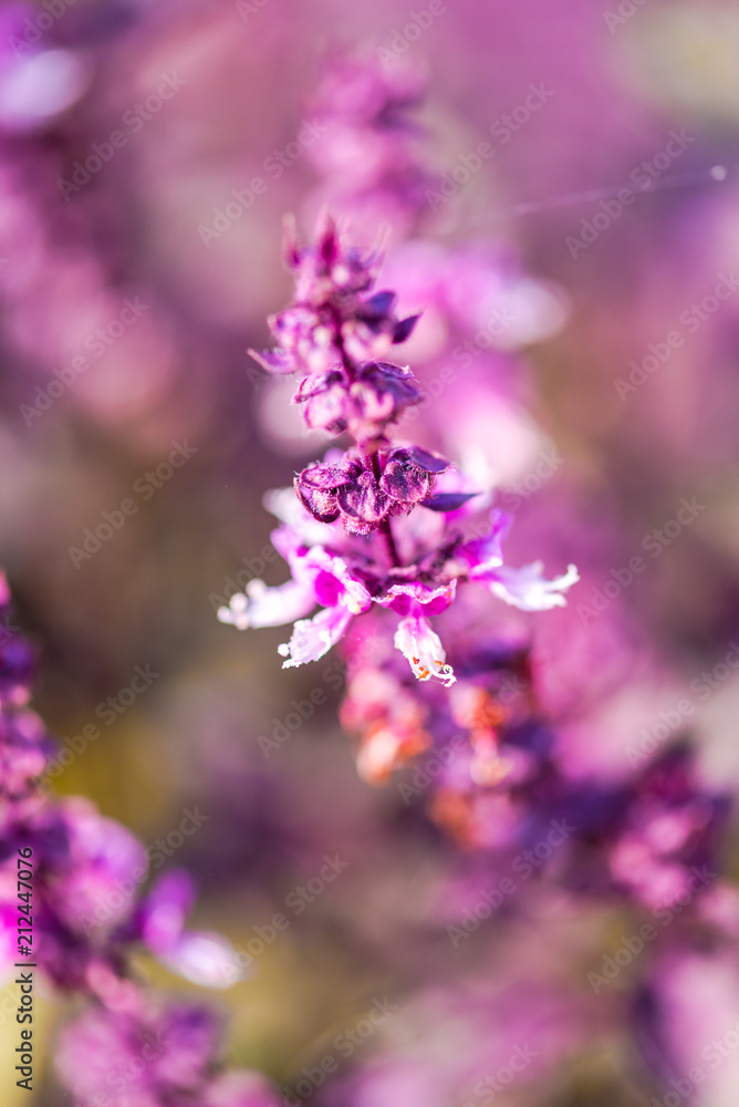 Fototapeta premium Garden flowers