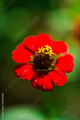 Garden flowers