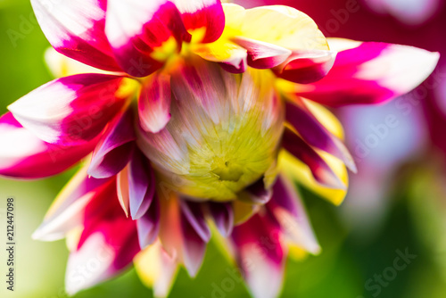 Garden flowers