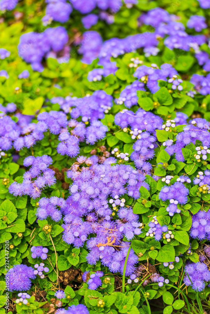 Flowers in the garden Flowers in the garden