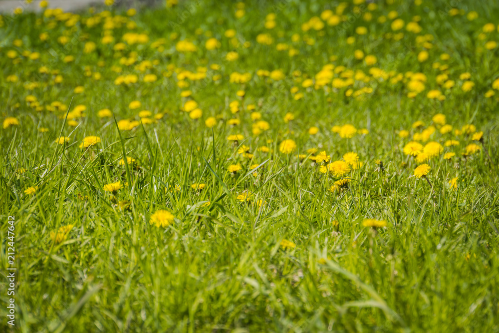 Fototapeta premium Grass field with dandelions