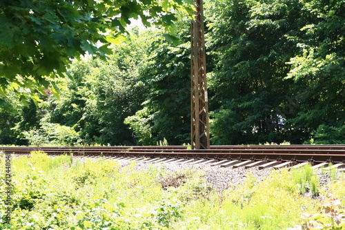 road in the forest