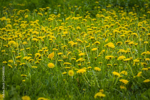 Grass field with dandelions