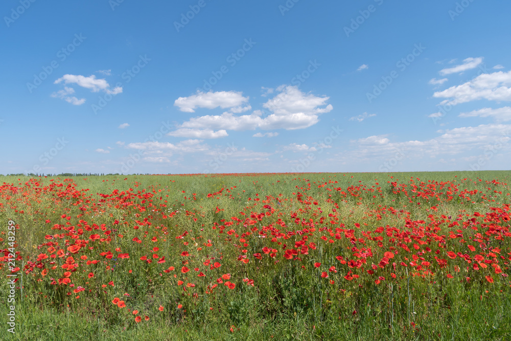 Abundance of red poppies in a field, Podolia region, Ukraine