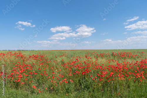 Abundance of red poppies in a field  Podolia region  Ukraine