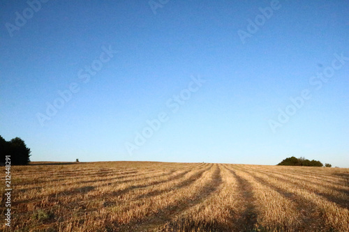  grain field