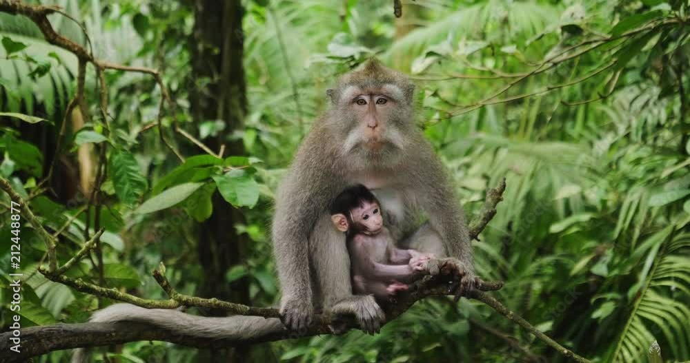 Monkey with his cub, Green macaque feeding his cub in his arms. Close-up. A monkey in immersed in the green of the surrounding nature. Monkey with his cub, Green macaque feeding his cub in his arms. Close-up. A monkey in immersed in the green of the surrounding nature.