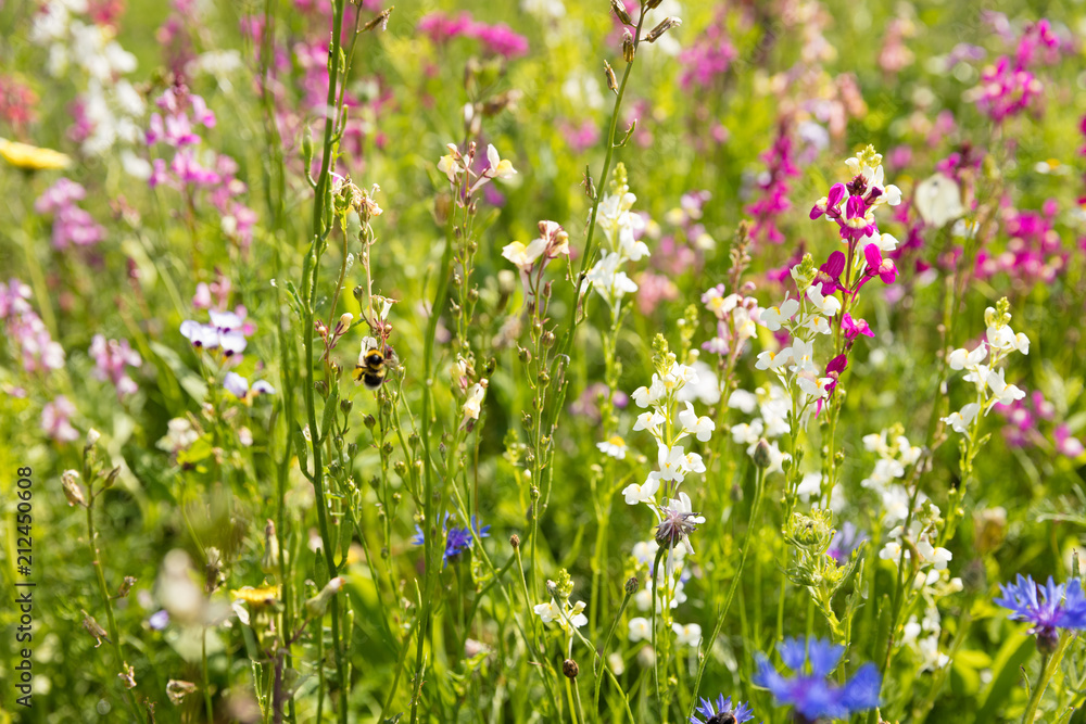 Fototapeta premium Blumenwiese