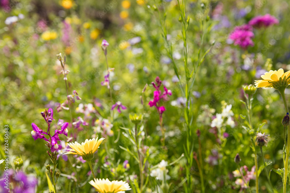 Blumenwiese Blumenwiese