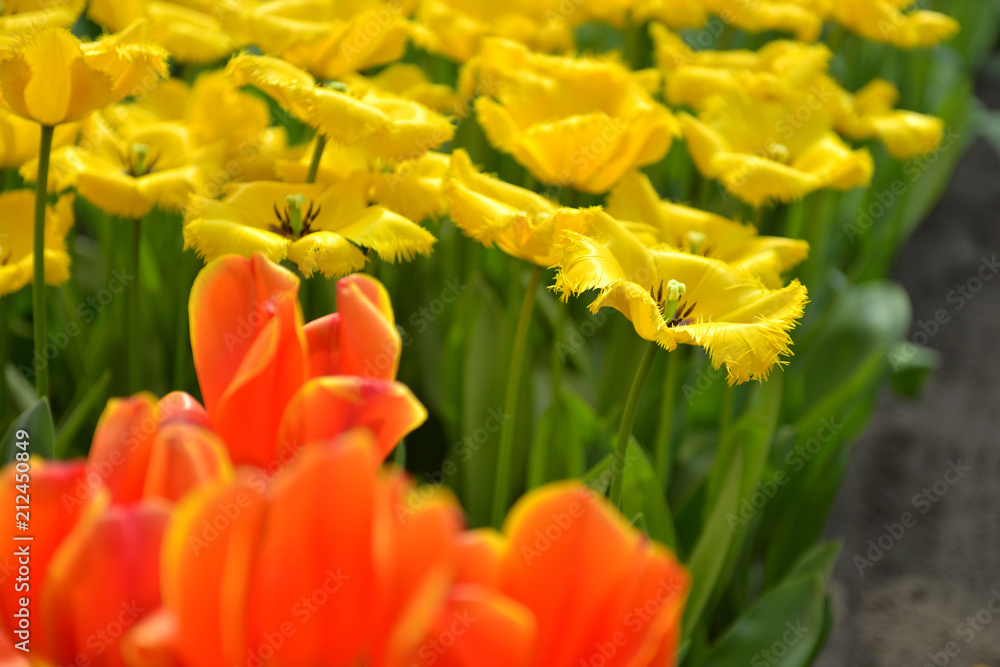 Path of yellow and red tulips with green leaves in the garden Keukenhof Netherlands Path of yellow and red tulips with green leaves in the garden Keukenhof Netherlands