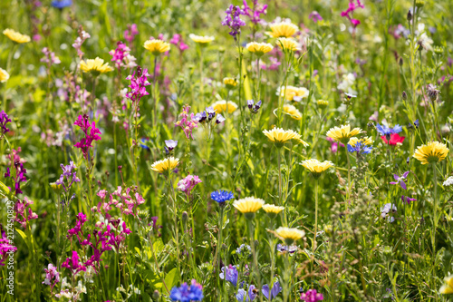 Blumenwiese