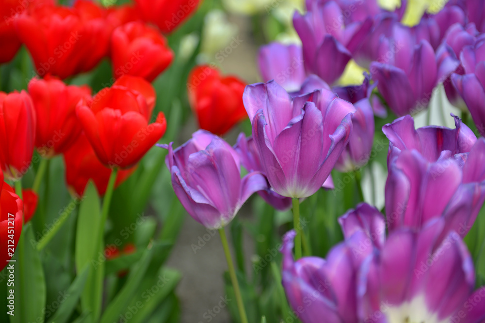 Path of red and purple tulips with green leaves and stalks in the garden Keukenhof Netherlands Path of red and purple tulips with green leaves and stalks in the garden Keukenhof Netherlands
