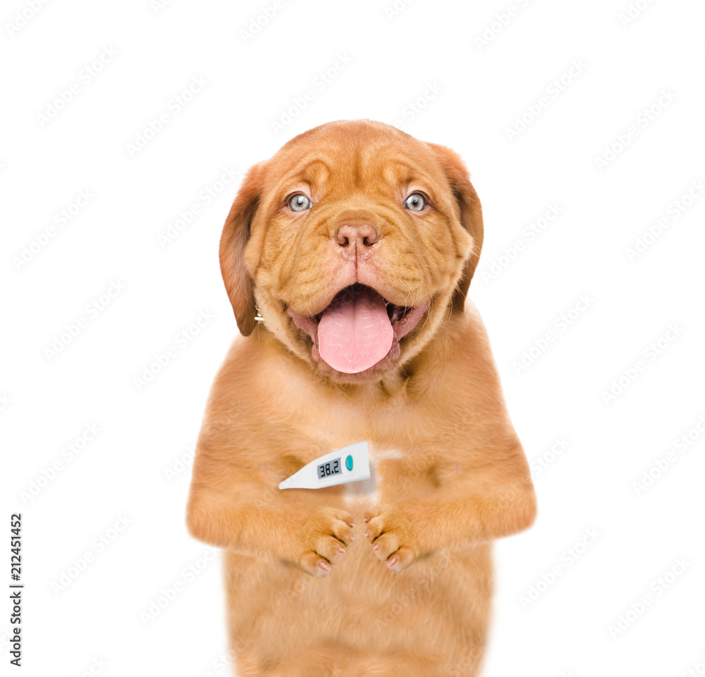 sick puppy a thermometer under his arm. isolated on white background sick puppy a thermometer under his arm. isolated on white background