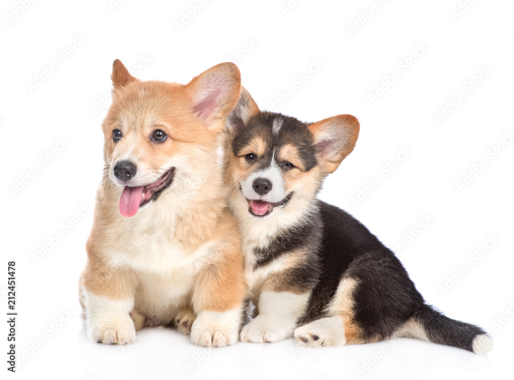 Two pembroke welsh corgi puppies together. isolated on white background