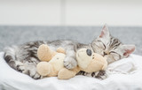 Cute baby kitten sleeping with toy bear