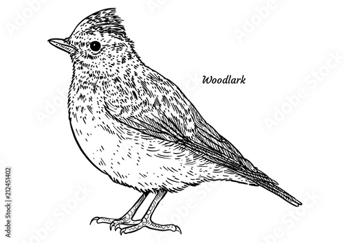 Woodlark, Lullula arborea illustration, drawing, engraving, ink, line art, vector