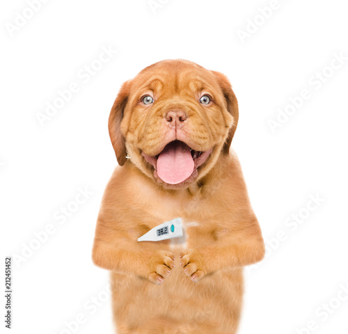 sick puppy a thermometer under his arm. isolated on white background