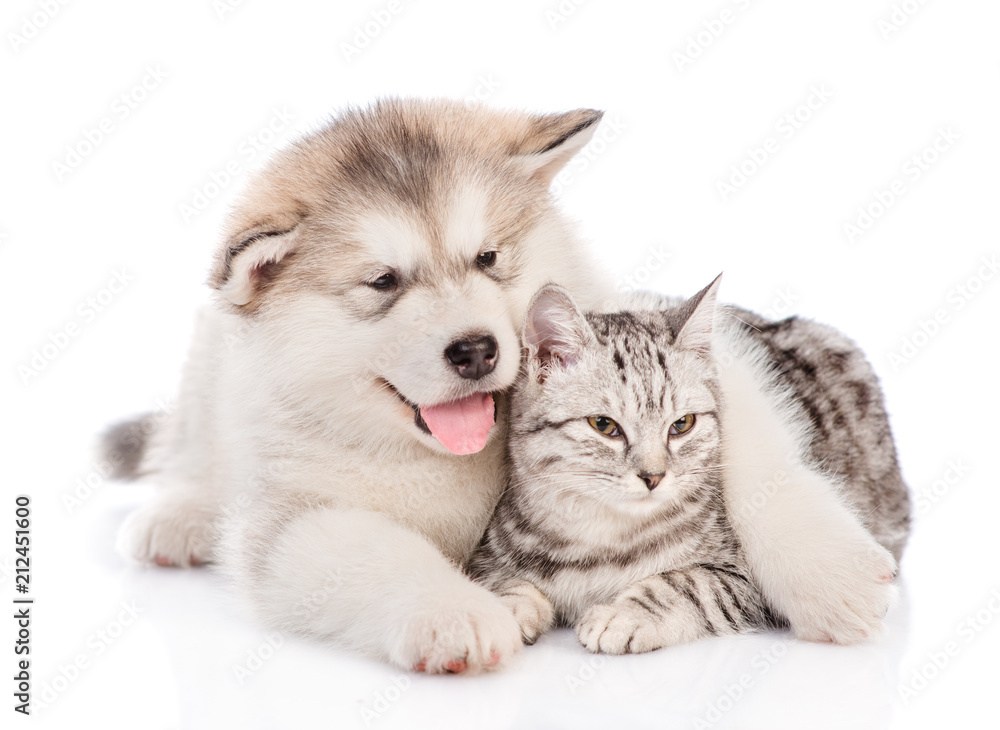 Fototapeta premium Alaskan malamute puppy embracing a tabby cat and looking away. isolated on white background