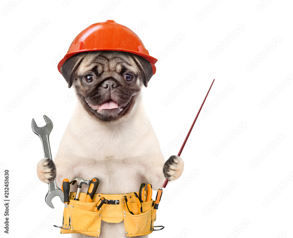 dog with tool belt