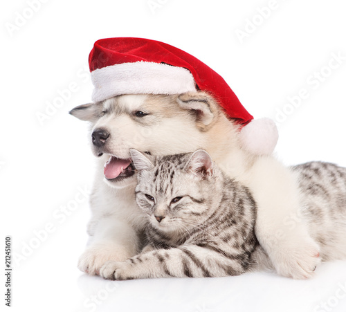 Alaskan malamute puppy in red christmas hat embracing tabby cat and lookig away. isolated on white background